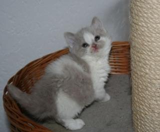 Echte Selkirk Rex Katzen, die mit dem Schäfchenfell, besondere Katzen für