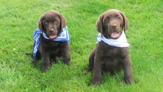 Labrador vom Instenberg bietet Welpen in dunkel braun