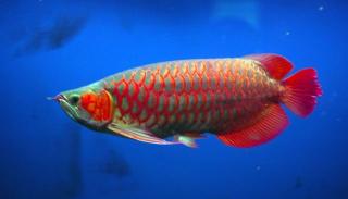 Qualität Arowana Fische aller Art zum Verkauf