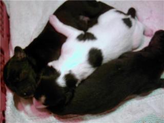 Unsere Border Collie Baby s sind da