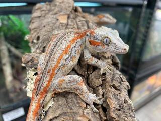 GARGOYLE GECKOS ZU VERKAUFEN Rhacodactylus auriculatus .