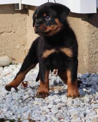 Reinrassige Rottweiler Welpen