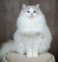 Ragdoll Katze/Kater mit Stammbaum