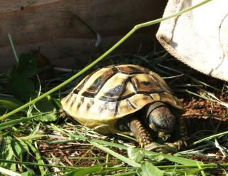 Griechische Landschildkröten, Thb. un Thh. kleinbleibende Unterart aus dem westlichen Mittelmee