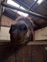 SUCHE Fütterhilfe Pony-Omi Fütterbeteiligung mittags Hilfe Stall