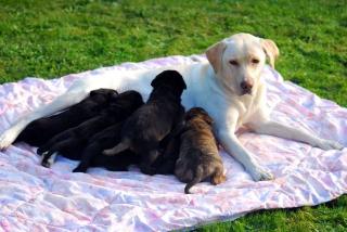 Süße Labradorwelpen abzugeben