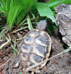 Landschildkröten