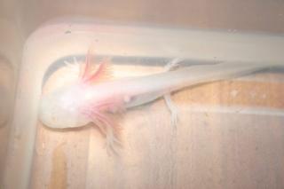 Axolotl Wildling Albino Weissling