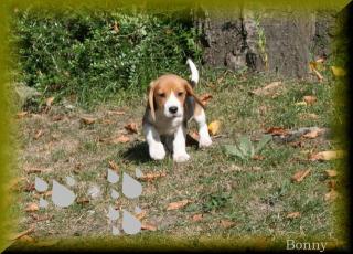 Beagle Welpe