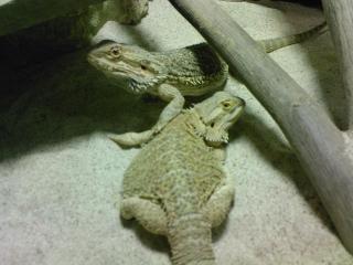 Bartagamen pogona vitticeps