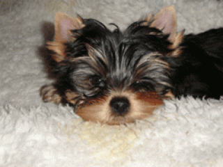 Yorkie Welpe