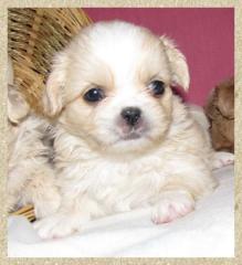 Shih Tzu Mix Welpen