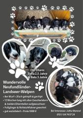 Landseer-Neufundländer-Mix Welpen