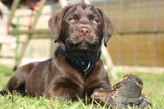 Qualitäts, braune labrador welpen mit Ahnentafel und GARANTIE