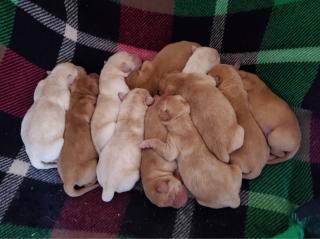 Zuckersüsse Labrador Welpen in Foxred und Blond