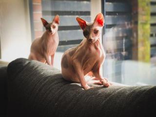 Sphynx Zwillinge 6 Jahre