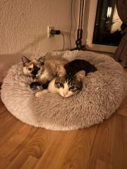 2 junge Tierschutz-Katzen suchen liebevolles Zuhause