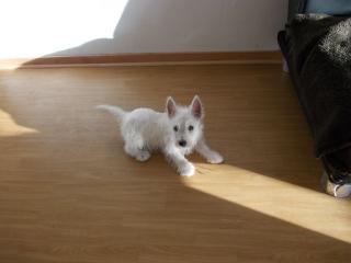 West Highland White Terrier Welpen