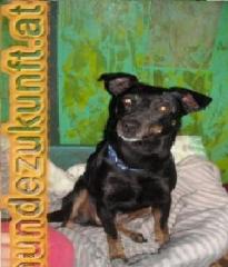 BOBINA - Pinscher-Jagdterrier