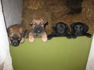 Süße Hundewelpen suchen ein neues zu Hause