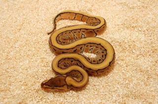 Python regius Nz2012 desert, Desert Yellowbelly desert Pinestripe, Lesserpastel u.