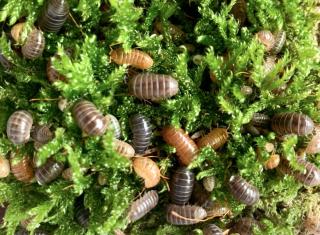 Asseln Armadillidium spec. St. Lucia Bodenpolizei