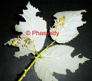 Wandelnde Blätter Phyllium siccifolium