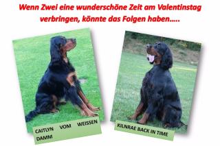 Wurfplanung Gordon Setter