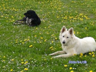 Weißer Schäferhund 1 Jahr