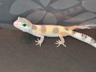 Leopardgecko Babys