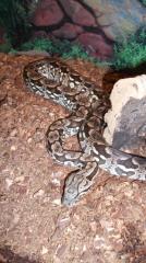 Südliche Madagaska boa 0. 1