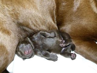 Labrador Retriever Welpe in choco Hündin