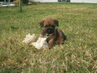 Border Terrier Welpen