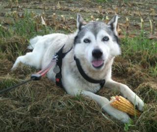 9-jährige Husky-Dame sucht liebesvolles Zuhause