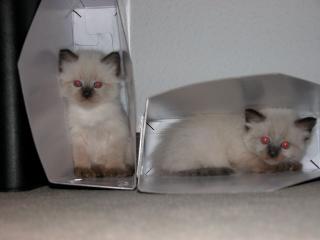 Zwei Ragdollbabys zu verkaufen