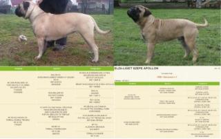 Reinrassige Bullmastiff Welpen von Championeltern