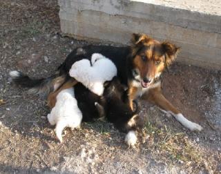 Aristea Collie Mix mit sieben kleinen Fellknäueln