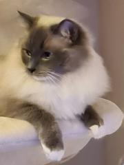 Zuckersüße Ragdoll Kitten