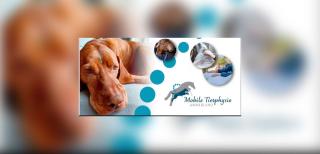 Tierphysiotherapie für Hunde und Pferde