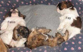 3 wunderschöne Shih Tzu Babys suchen ein liebevolles Zuhause