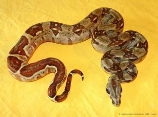 1, 0 Kaiserboa SALMON HET. ALBINO DH SUNGLOW, NZ 2021