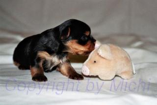 Yorkshire Terrier Welpen