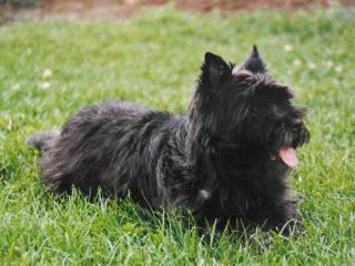 Cairn-Terrier - fachgerechtes Handtrimming vom Cairn-Züchter - FCI Standard