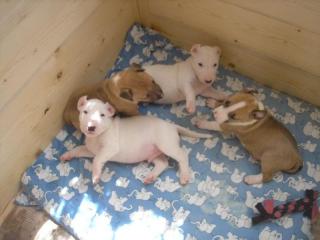 Miniaturbullterrier Welpen