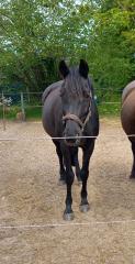 Biete Trakehnerstute Verkauf, zur Verfügung, Beistellpferd