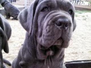 Mastino Napoletano Welpen