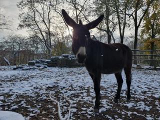 Liebevolles Zuhause für Hausesel gesucht