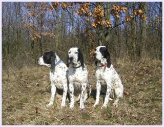 Braque D Auvergne französische Vorstehhunde Welpen