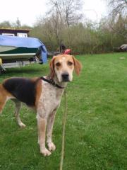 Dschinny, English Foxhound, sucht neues Zuhause