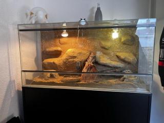 Leopardgecko Weibchen Paar Terrarium und Equipment